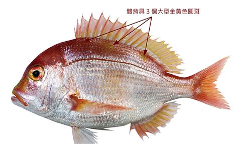 什麼魚|臺灣魚類資料庫